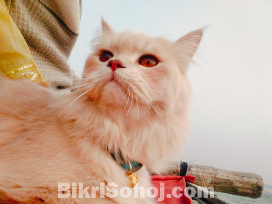 পার্সিয়ান বিড়াল